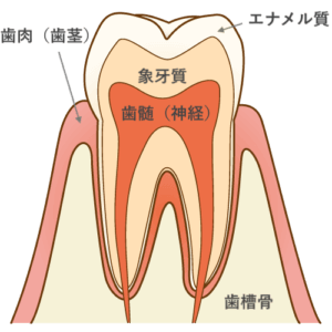 子供の歯に白い点 線がある原因3選 歯科衛生士がお口の悩みに答えます